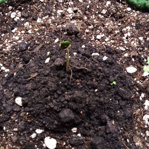 #01 - Marrenta growlog photo: Ainda um btotinho, não abriu nadinha. Vamos esperar. 