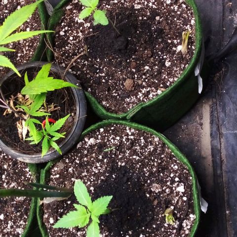 #01 - Marrenta growlog photo: Estão bonitas! Só esticaram de mais. 
