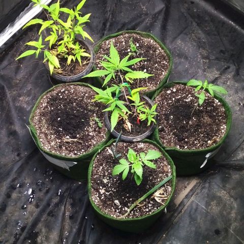#01 - Marrenta growlog photo: Todo mundo segue bem. 

1 e 2 estão praticamente no msm estagio.
3 está começando a desenvolver outras folhas, vamos vê se elas nascem sem deficiência. 
4 ainda não abriu nadinha. Ta na msm. 
Natalina ta indo, folhas apresentando def precisa ser transplantada. 