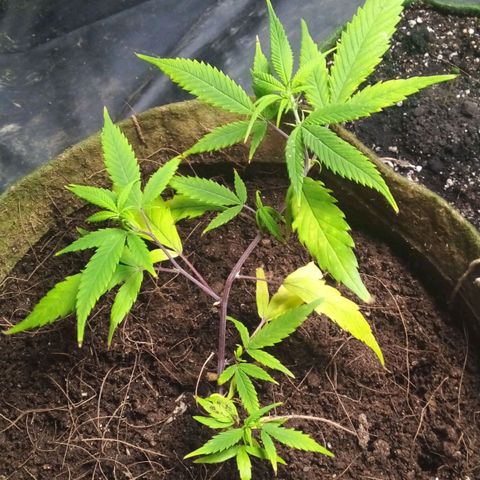 NATALINA growlog photo: Folhas amarelando e pontas queimando. 
Fiz o transplante por isso.  Vamos vê no que d. 