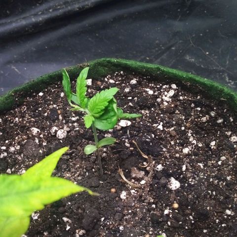 #3 Isabela growlog photo: Começou a nascer umas folhinhas bonitas. 