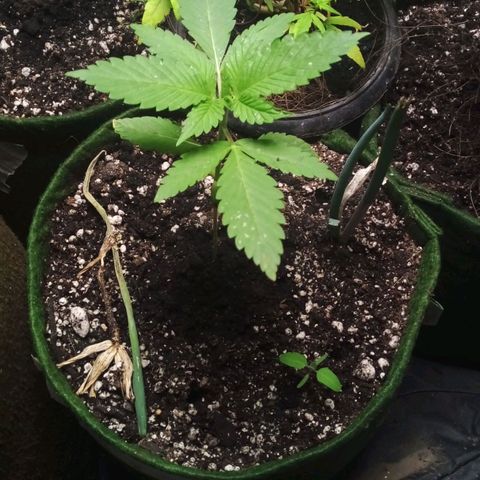 #2 Ju growlog photo: A mais bonita do role.