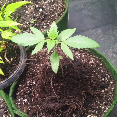 #01 - Marrenta growlog photo: Ta bonita. 
Só ta com a raiz frágil, não se aterrou ainda. 
Movi o vaso e ela tombou. Tive q colocar um pouco de terra no pé. 
Terra do vasinho preto pequeno.