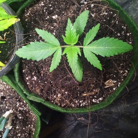 #01 - Marrenta growlog timeline photo