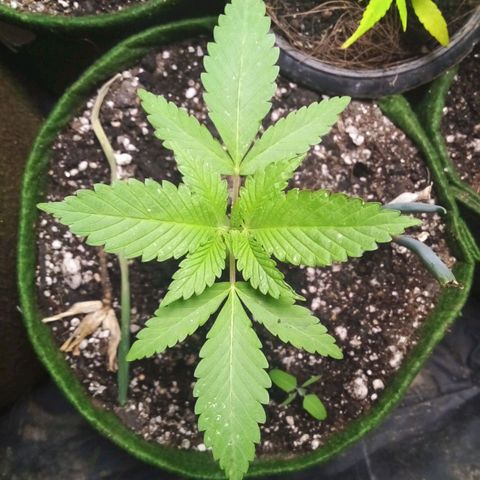 #2 Ju growlog timeline photo