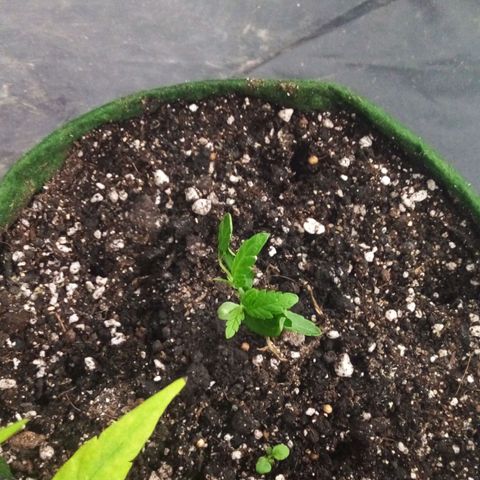 #3 Isabela growlog timeline photo