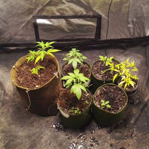 #01 - Marrenta growlog photo: Estão se desenvolvendo bem. 