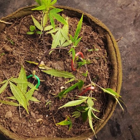 #01 - Marrenta growlog timeline photo