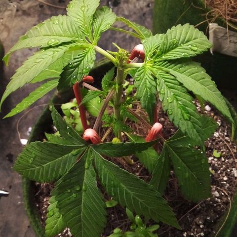 #01 - Marrenta growlog photo: Fiz uma poda topping, fim e amarras em todas as plantas

Acho que fluiu bem 