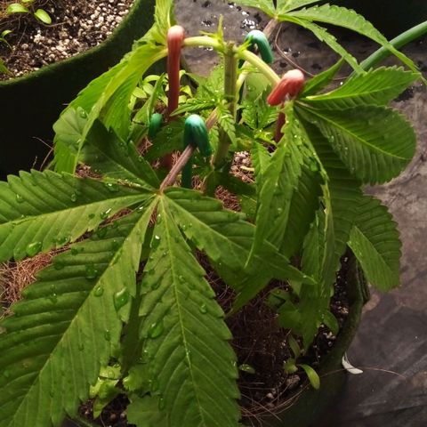 #01 - Marrenta growlog photo: Fiz uma poda topping, fim e amarras em todas as plantas

Acho que fluiu bem 