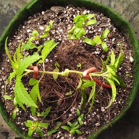 #01 - Marrenta growlog photo: Fiz uma poda topping, fim e amarras em todas as plantas

Acho que fluiu bem 