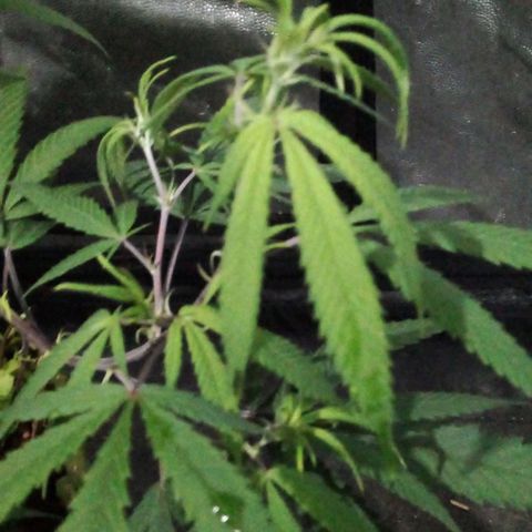 NATALINA growlog photo: Folhas novas amarelando de dentro pra fora. Amarelo claro. 