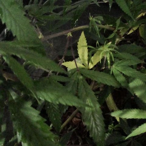 NATALINA growlog timeline photo