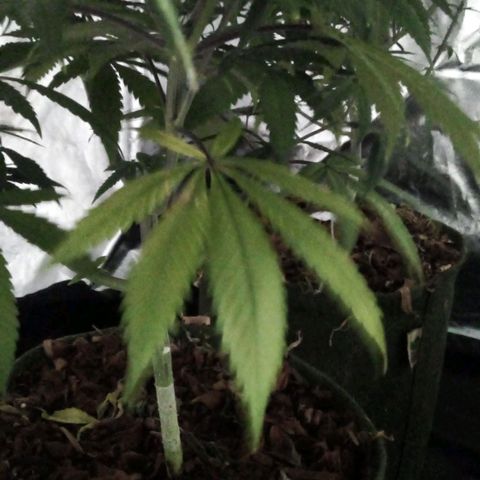 #01 - Marrenta growlog photo: Folha amarelando e com uns pontos meio necrosado. 
Muito sutil, pontinha da folha 8cando amarela. 
Mas se desenvolvendo bem 