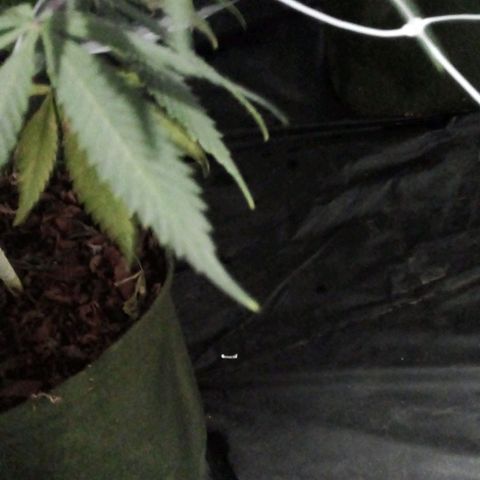 #01 - Marrenta growlog photo: Folha amarelando e com uns pontos meio necrosado. 
Muito sutil, pontinha da folha 8cando amarela. 
Mas se desenvolvendo bem 