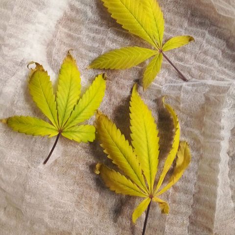 #01 - Marrenta growlog photo: Tão co as pontinhas queimando tbm 