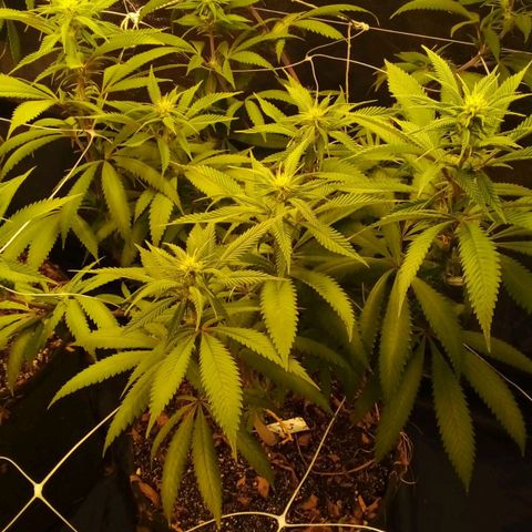 #01 - Marrenta growlog photo: Pré flores em andamento. 
Marrenta com folhas amarelas e murchas.as outras estão quase amarelando t m. 
