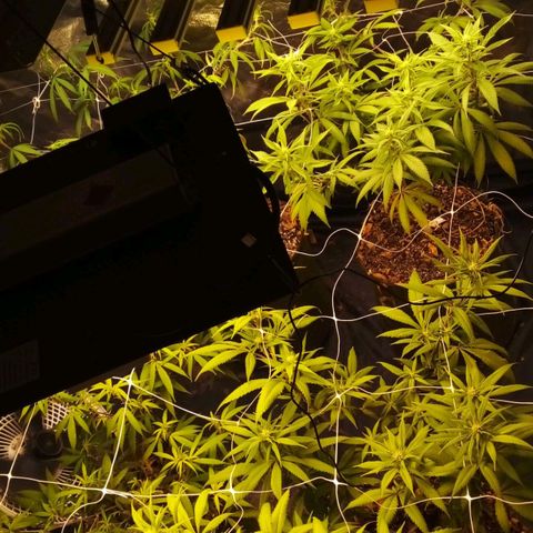 #01 - Marrenta growlog photo: Pré flores em andamento. 
Marrenta com folhas amarelas e murchas.as outras estão quase amarelando t m. 

