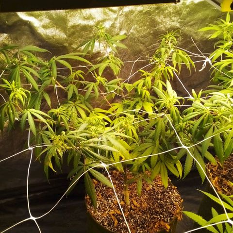 #01 - Marrenta growlog photo: Pré flores em andamento. 
Marrenta com folhas amarelas e murchas.as outras estão quase amarelando t m. 
