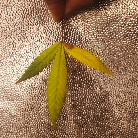 #01 - Marrenta growlog photo: Folhas retiradas das plantas que estao mais doentes. 
