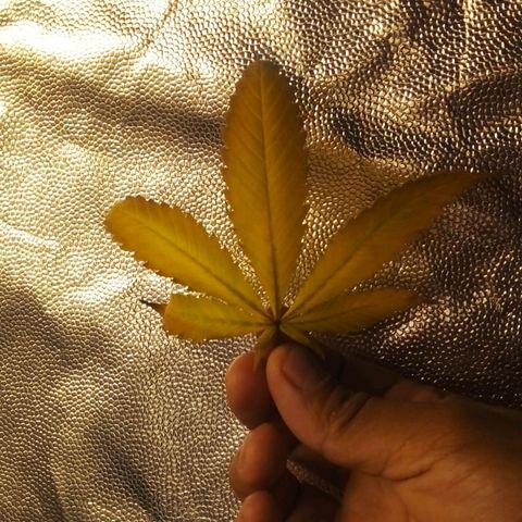 #01 - Marrenta growlog photo: Folhas retiradas das plantas que estao mais doentes. 