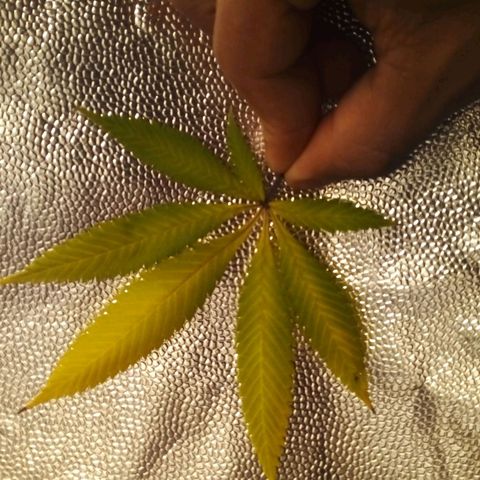 #01 - Marrenta growlog photo: Folhas retiradas das plantas que estao mais doentes. 