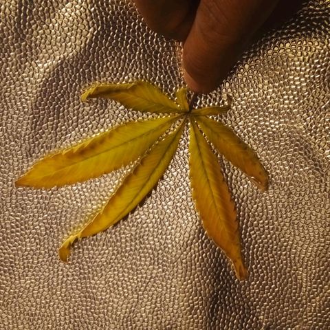 #01 - Marrenta growlog photo: Folhas retiradas das plantas que estao mais doentes. 