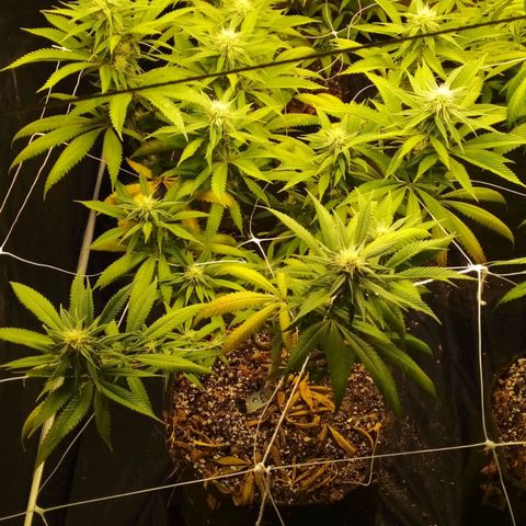#01 - Marrenta growlog photo: Plantas estão melhorando, mas ainda apresentando mt deficiência. Aparentemente em putro nível. Pq as folhas doentes, agr são outro padrão 