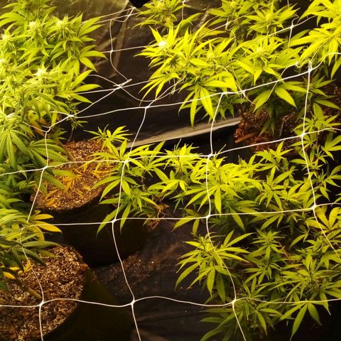 #01 - Marrenta growlog photo: Plantas estão melhorando, mas ainda apresentando mt deficiência. Aparentemente em putro nível. Pq as folhas doentes, agr são outro padrão 