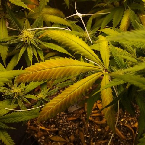 #01 - Marrenta growlog photo: Plantas estão melhorando, mas ainda apresentando mt deficiência. Aparentemente em putro nível. Pq as folhas doentes, agr são outro padrão 