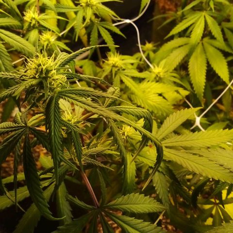 #01 - Marrenta growlog photo: Plantas estão melhorando, mas ainda apresentando mt deficiência. Aparentemente em putro nível. Pq as folhas doentes, agr são outro padrão 