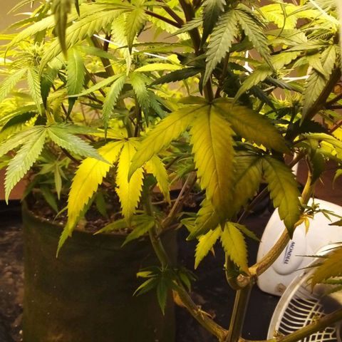 #01 - Marrenta growlog photo: Plantas estão melhorando, mas ainda apresentando mt deficiência. Aparentemente em putro nível. Pq as folhas doentes, agr são outro padrão 