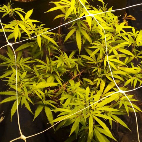 #01 - Marrenta growlog photo: Plantas estão melhorando, mas ainda apresentando mt deficiência. Aparentemente em putro nível. Pq as folhas doentes, agr são outro padrão 
