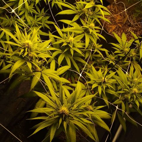 #01 - Marrenta growlog photo: Plantas estão melhorando, mas ainda apresentando mt deficiência. Aparentemente em putro nível. Pq as folhas doentes, agr são outro padrão 