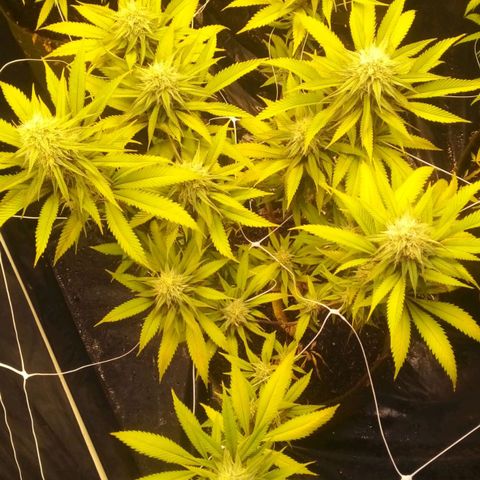Cajurema growlog photo: Observação 
Plantas apresentaram deficiência nas folhas desde que coloquei a cobertura. 
Senti que foi meio forte o ue coloquei. 

Mas estão engordando, sito que logo menos , umas 3 semanaz elas ja vão pra faca. 
