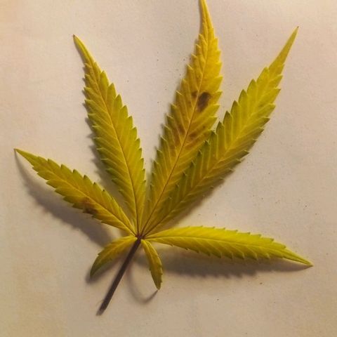 Cajurema growlog photo: Observação 
Plantas apresentaram deficiência nas folhas desde que coloquei a cobertura. 
Senti que foi meio forte o ue coloquei. 

Mas estão engordando, sito que logo menos , umas 3 semanaz elas ja vão pra faca. 
