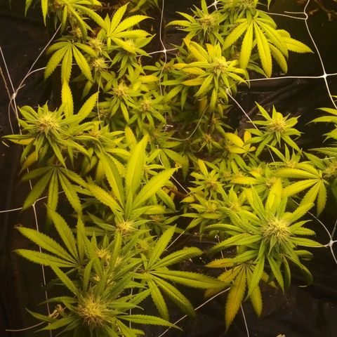 Cajurema growlog photo: Observação 
Plantas apresentaram deficiência nas folhas desde que coloquei a cobertura. 
Senti que foi meio forte o ue coloquei. 

Mas estão engordando, sito que logo menos , umas 3 semanaz elas ja vão pra faca. 
