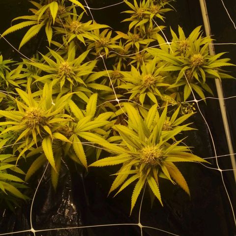 Cajurema growlog photo: Observação 
Plantas apresentaram deficiência nas folhas desde que coloquei a cobertura. 
Senti que foi meio forte o ue coloquei. 

Mas estão engordando, sito que logo menos , umas 3 semanaz elas ja vão pra faca. 
