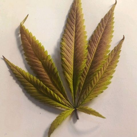 Cajurema growlog photo: Observação 
Plantas apresentaram deficiência nas folhas desde que coloquei a cobertura. 
Senti que foi meio forte o ue coloquei. 

Mas estão engordando, sito que logo menos , umas 3 semanaz elas ja vão pra faca. 
