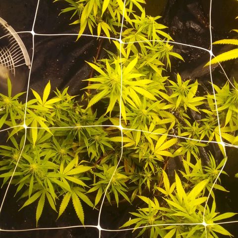 Cajurema growlog photo: Observação 
Plantas apresentaram deficiência nas folhas desde que coloquei a cobertura. 
Senti que foi meio forte o ue coloquei. 

Mas estão engordando, sito que logo menos , umas 3 semanaz elas ja vão pra faca. 

