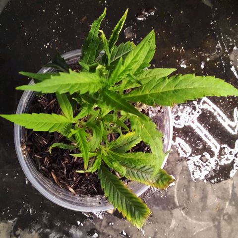 #01 - Marrenta growlog photo: Plantimhas entrando em vega! 
Estão bem vigorosas. 
01 - Judite #gorilaglue01
02 - Caramelo #gorillaglue01
03 - Margo #gorilaglue01
