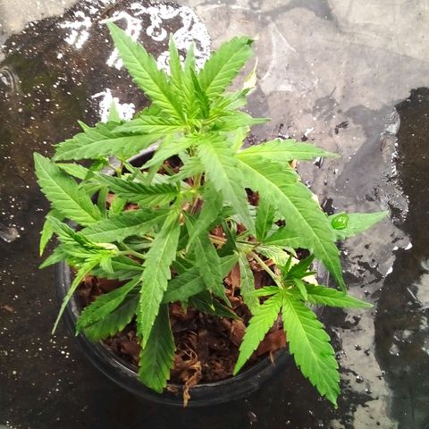 #01 - Marrenta growlog photo: Plantimhas entrando em vega! 
Estão bem vigorosas. 
01 - Judite #gorilaglue01
02 - Caramelo #gorillaglue01
03 - Margo #gorilaglue01
