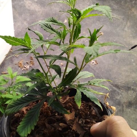 #01 - Marrenta growlog photo: Plantimhas entrando em vega! 
Estão bem vigorosas. 
01 - Judite #gorilaglue01
02 - Caramelo #gorillaglue01
03 - Margo #gorilaglue01
