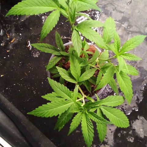 #01 - Marrenta growlog photo: Plantimhas entrando em vega! 
Estão bem vigorosas. 
01 - Judite #gorilaglue01
02 - Caramelo #gorillaglue01
03 - Margo #gorilaglue01

