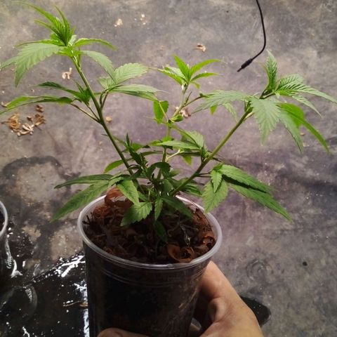 #01 - Marrenta growlog photo: Plantimhas entrando em vega! 
Estão bem vigorosas. 
01 - Judite #gorilaglue01
02 - Caramelo #gorillaglue01
03 - Margo #gorilaglue01
