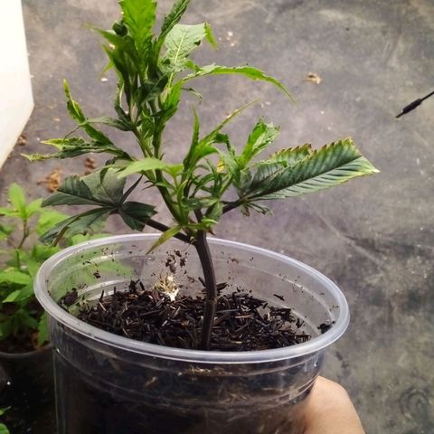 #01 - Marrenta growlog photo: Plantimhas entrando em vega! 
Estão bem vigorosas. 
01 - Judite #gorilaglue01
02 - Caramelo #gorillaglue01
03 - Margo #gorilaglue01
