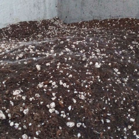 Cajurema growlog photo: O substrato criou uma camada branca. Acho que é micorrisa mas não tenho certeza. 