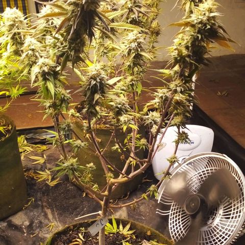 #3 Isabela growlog timeline photo