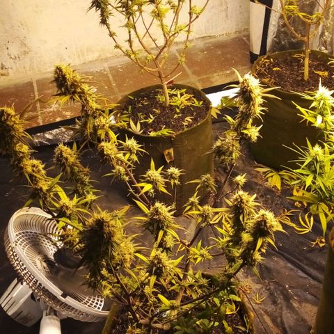 #3 Isabela growlog photo: Defoliação pré colheita. 
