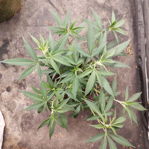 #01 - Ju 1°G growlog photo: Planta saudável. Com boas ramificações e crescendo. Acho que mais 3 semanas já dá pra florir.
